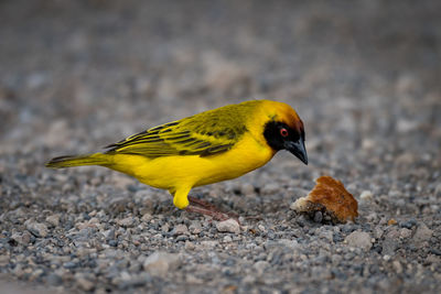 Close-up of yellow bird perching by food on ground