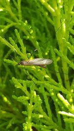 Close-up of grasshopper on grass