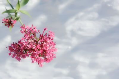 Close-up of pink flower against sky