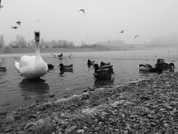 Swans swimming in water at beach against sky