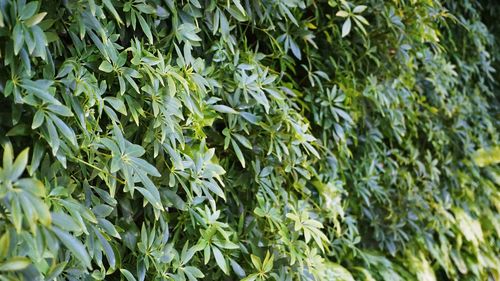 Full frame shot of plants