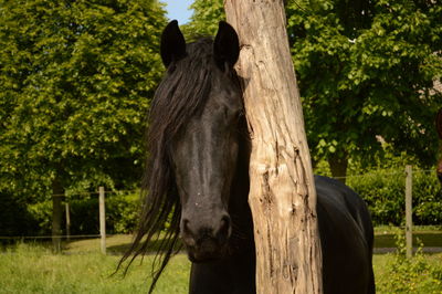 Horse on tree