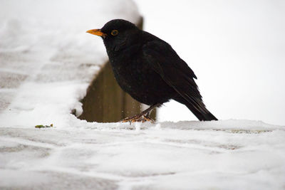 Close-up of blackbird perching on snow covered railing