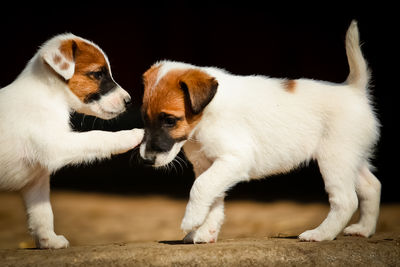 Close-up of two dogs