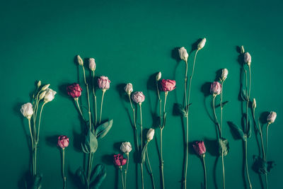 Pink flowers on green background, flat layout 