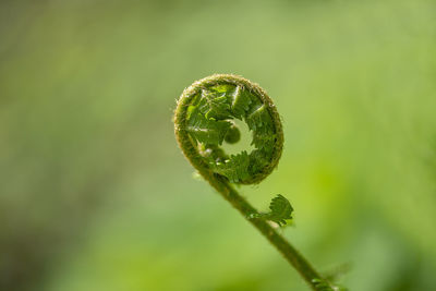 Beautyful ferns leaves green foliage natural floral fern background in sunlight.