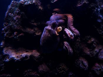 Close-up of fish underwater