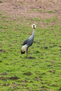 Duck on field