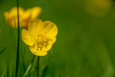 Close-up of yellow flower