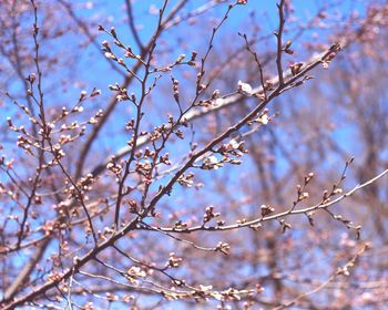 Low angle view of tree against sky