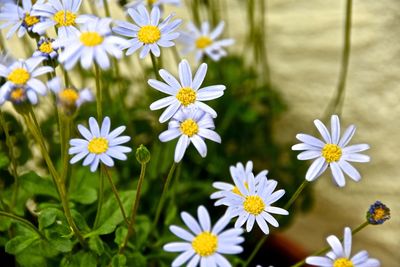 Close-up of white flowering plants