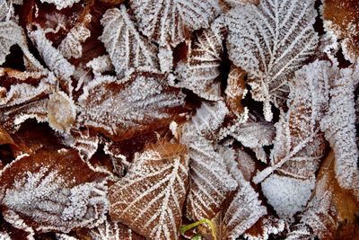 Full frame shot of frozen leaves during winter