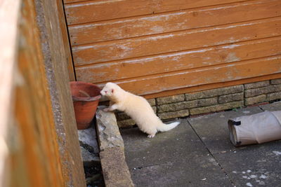 High angle view of cat sitting on wooden door