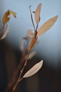 Close-up of plant