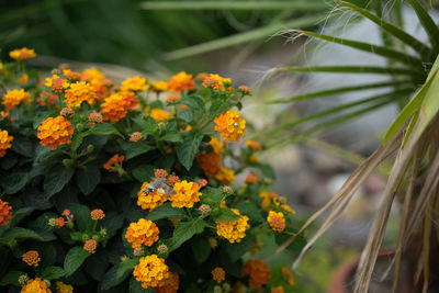 Close-up of yellow flowering plant
