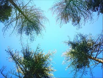 Low angle view of trees against blue sky