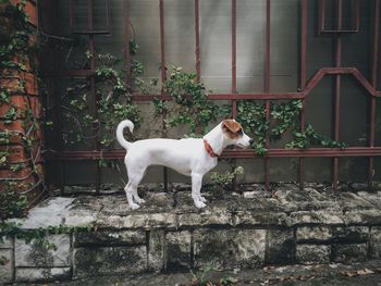 White dog standing against wall