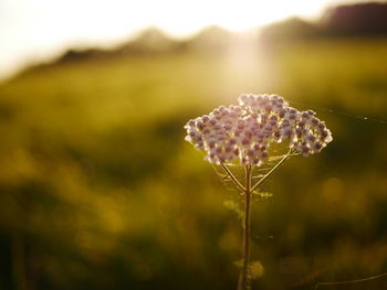Close-up of flower on field