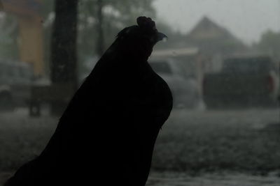 Close-up of silhouette bird against sky