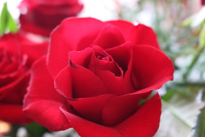 Close-up of red rose