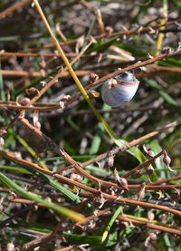 Close-up of lizard on leaf