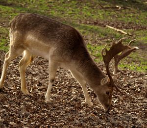 Side view of deer grazing on field