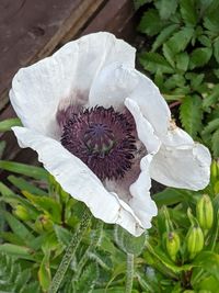 High angle view of white flowering plant