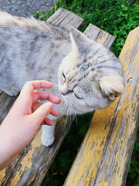 Person hand holding cat outdoors