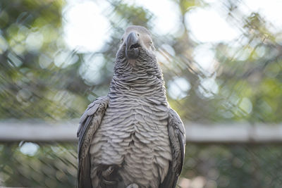 Close-up of bird perching on a tree