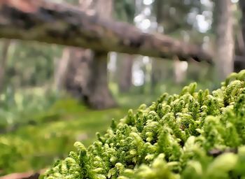 Close-up of plant against blurred background