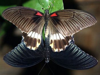 Close-up of butterfly on leaf