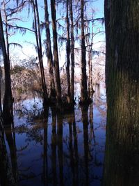 Scenic view of lake in forest