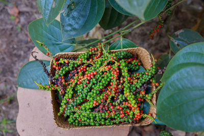High angle view of berries growing on plant