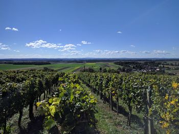 Scenic view of agricultural field against blue sky