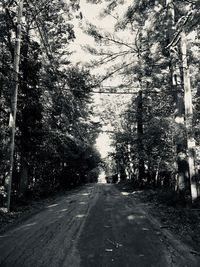Empty road amidst trees in city