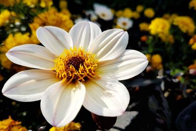 Close-up of yellow flower blooming outdoors