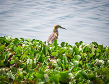 Bird on a lake