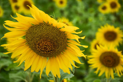 Close-up of sunflower on field