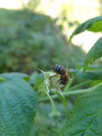 Close-up of insect on leaf