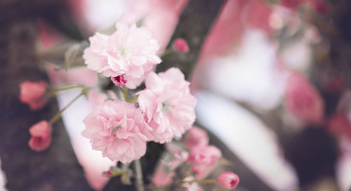 Close-up of pink cherry blossoms in spring