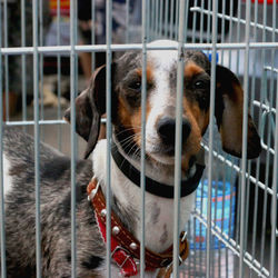 Close-up portrait of dog in cage