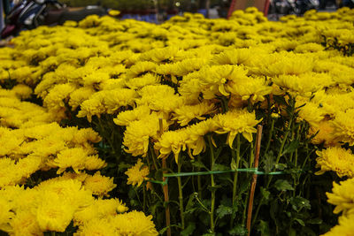 Close-up of yellow flowering plant