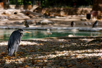 High angle view of gray heron perching on rock