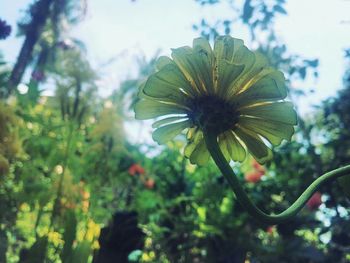 Close-up of flowers