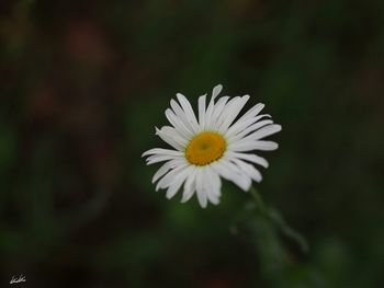 Close-up of white flower blooming outdoors