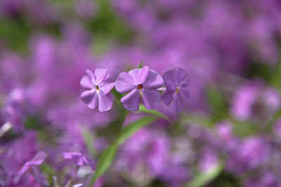 Close-up of purple flowering plant