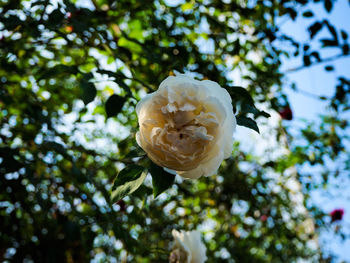 Close-up of plant against sky