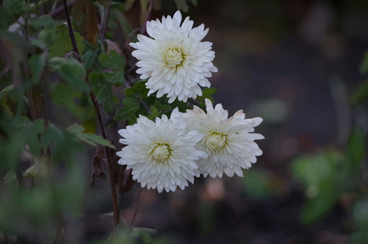 flower, growth, nature, white color, beauty in nature, flower head, springtime, freshness, petal, plant, no people, blossom, outdoors, fragility, blooming, tree, close-up, day