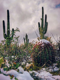 Close-up of cactus plants on field against sky