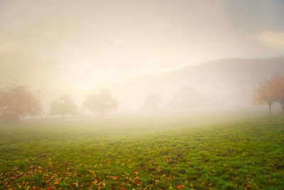 Trees on field against sky at foggy weather